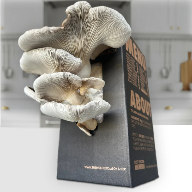Brown Oyster 2.webp