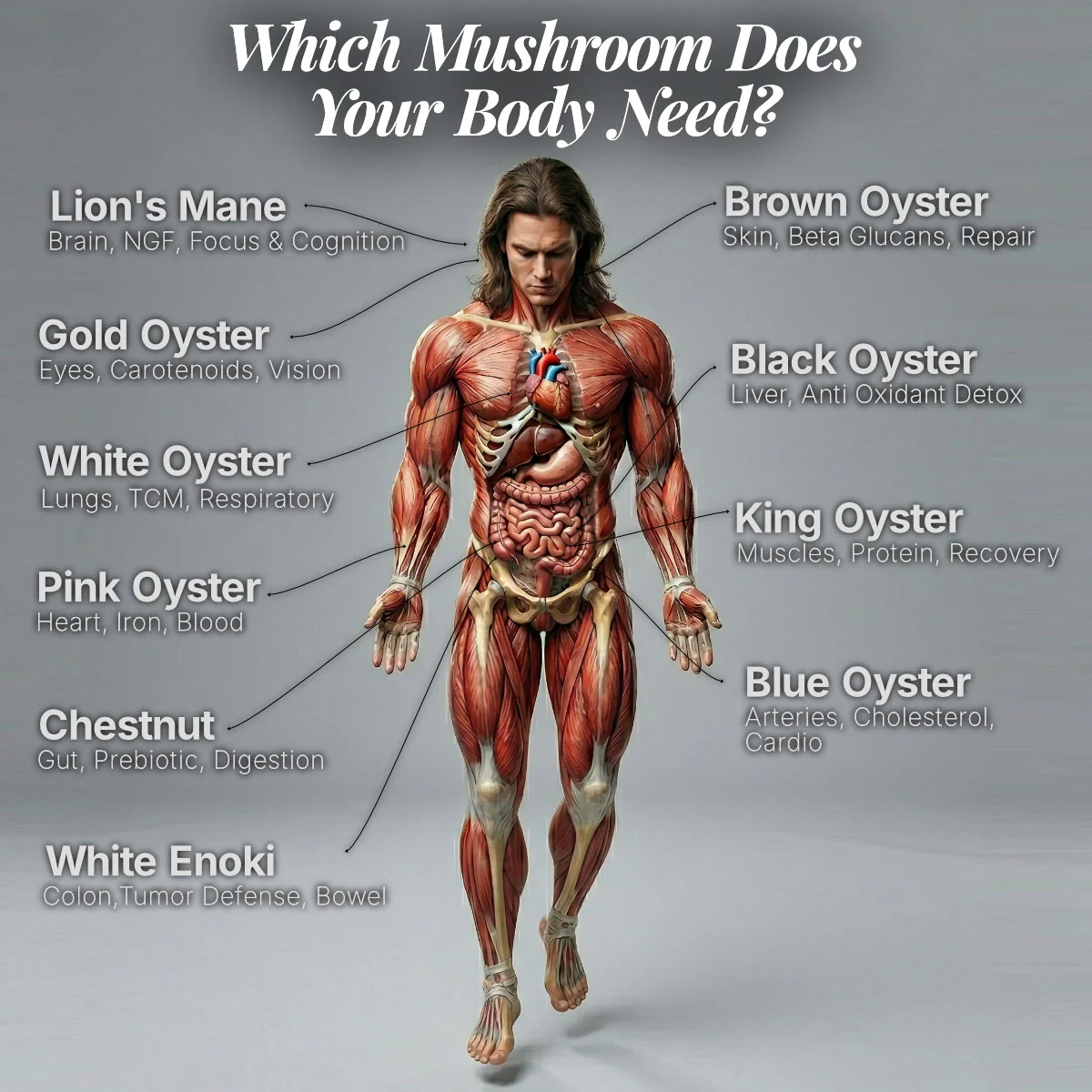 Which Mushrooms Do You Need.webp