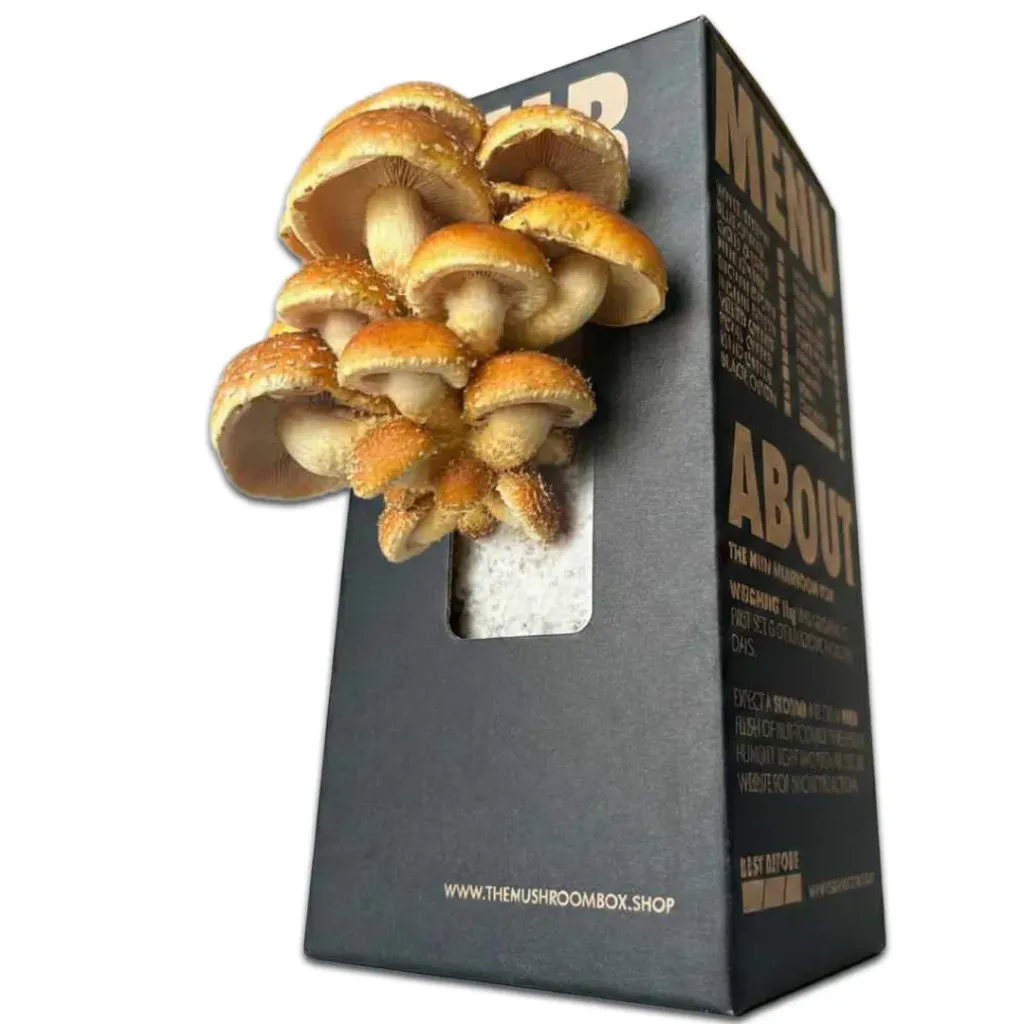 Mushroom Grow Box - Chestnut Mushrooms