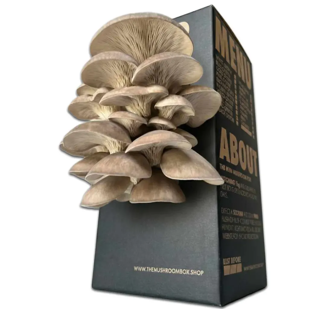 Mushroom Grow Box - Black Pearl Oyster Mushrooms