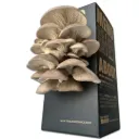 Mushroom Grow Box - Black Pearl Oyster Mushrooms