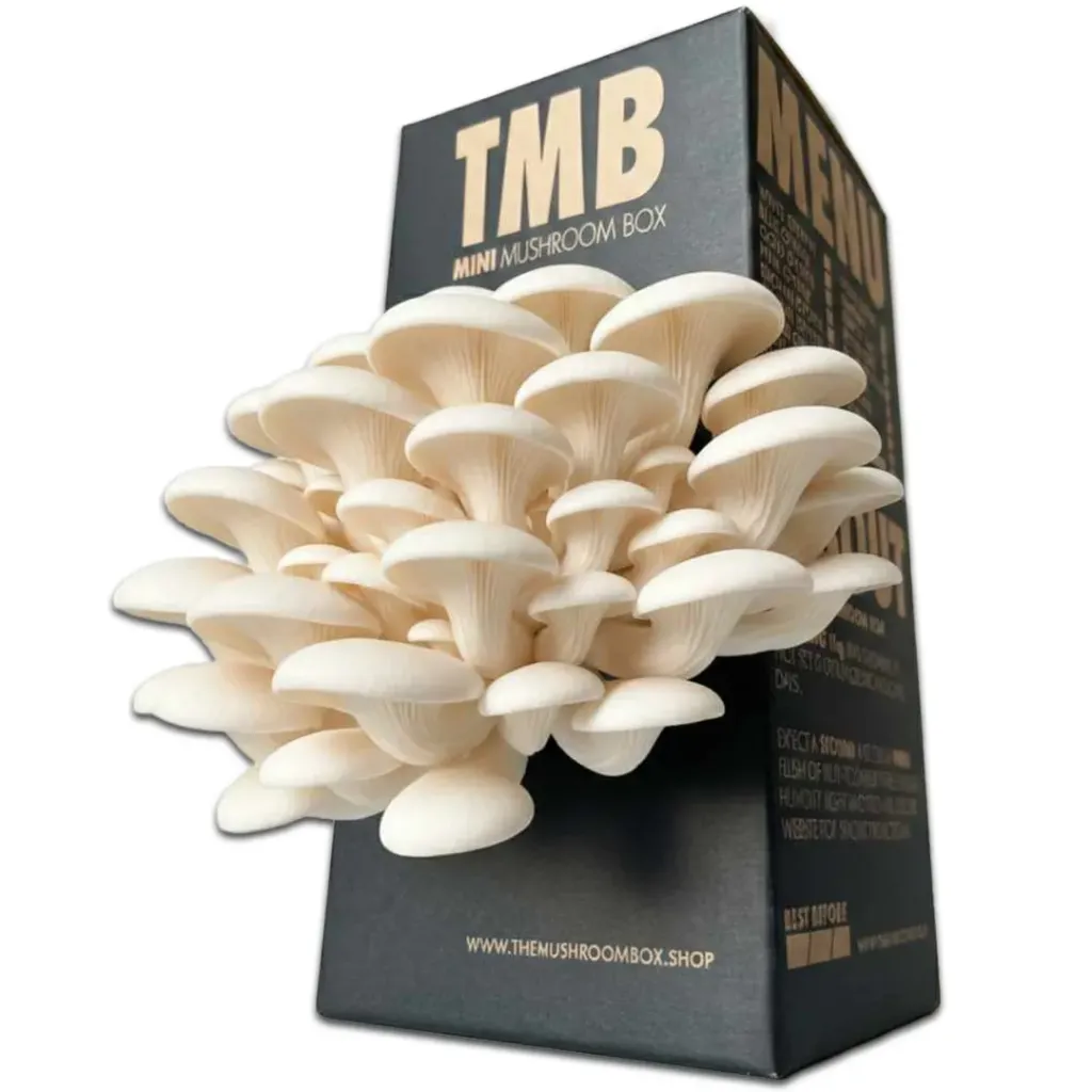 Mushroom Grow Box - White Oyster Mushrooms