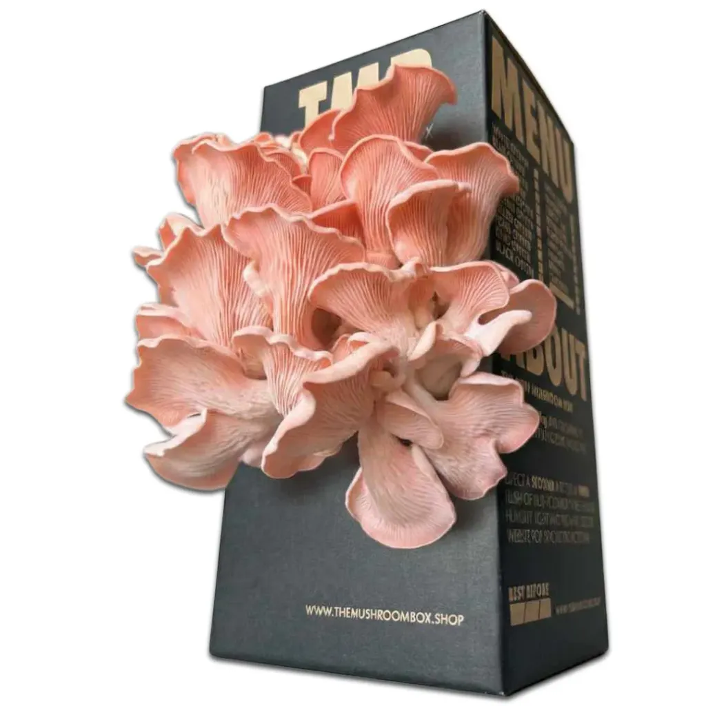 Mushroom Grow Box - Pink Oyster Mushrooms